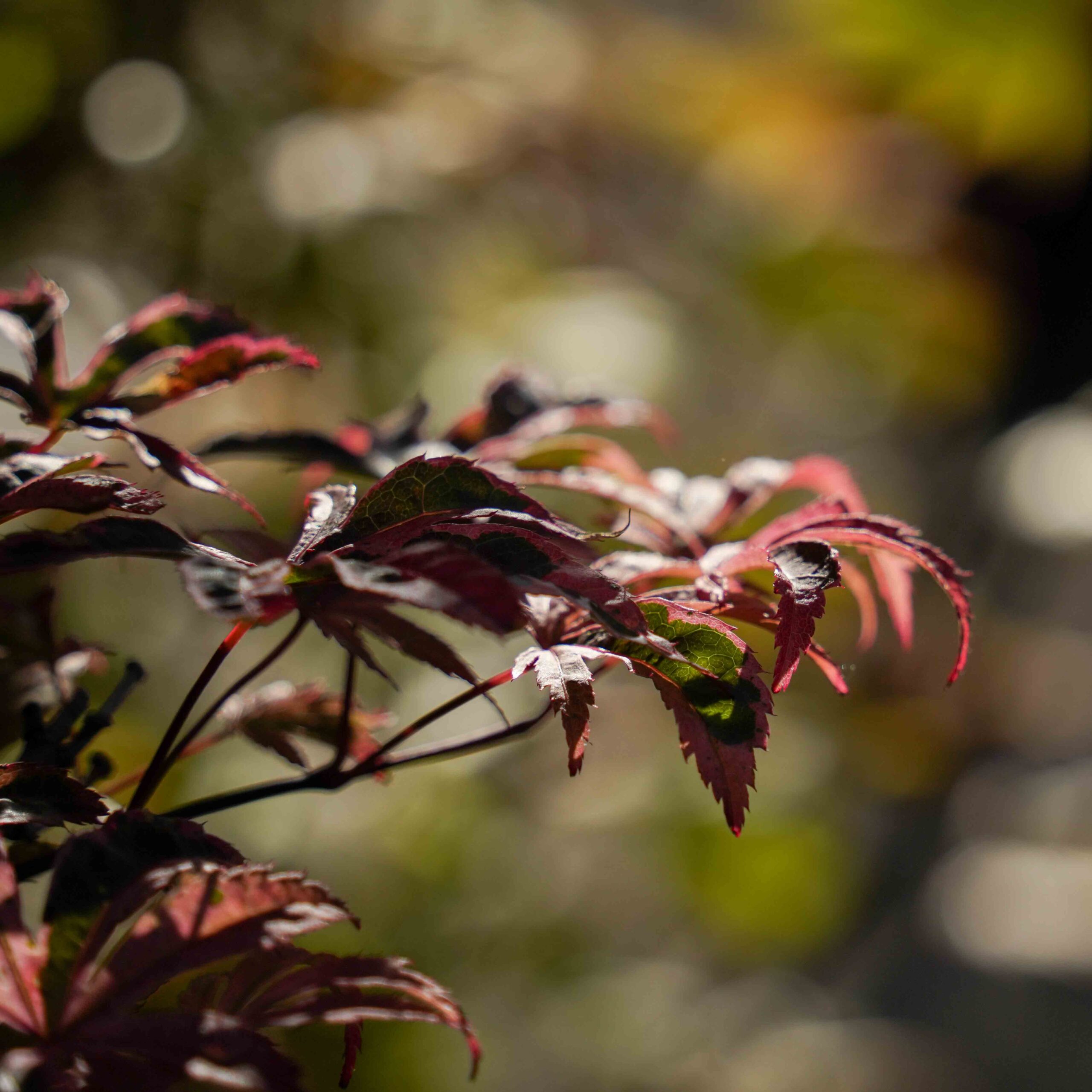 close up of japanese maple leaves