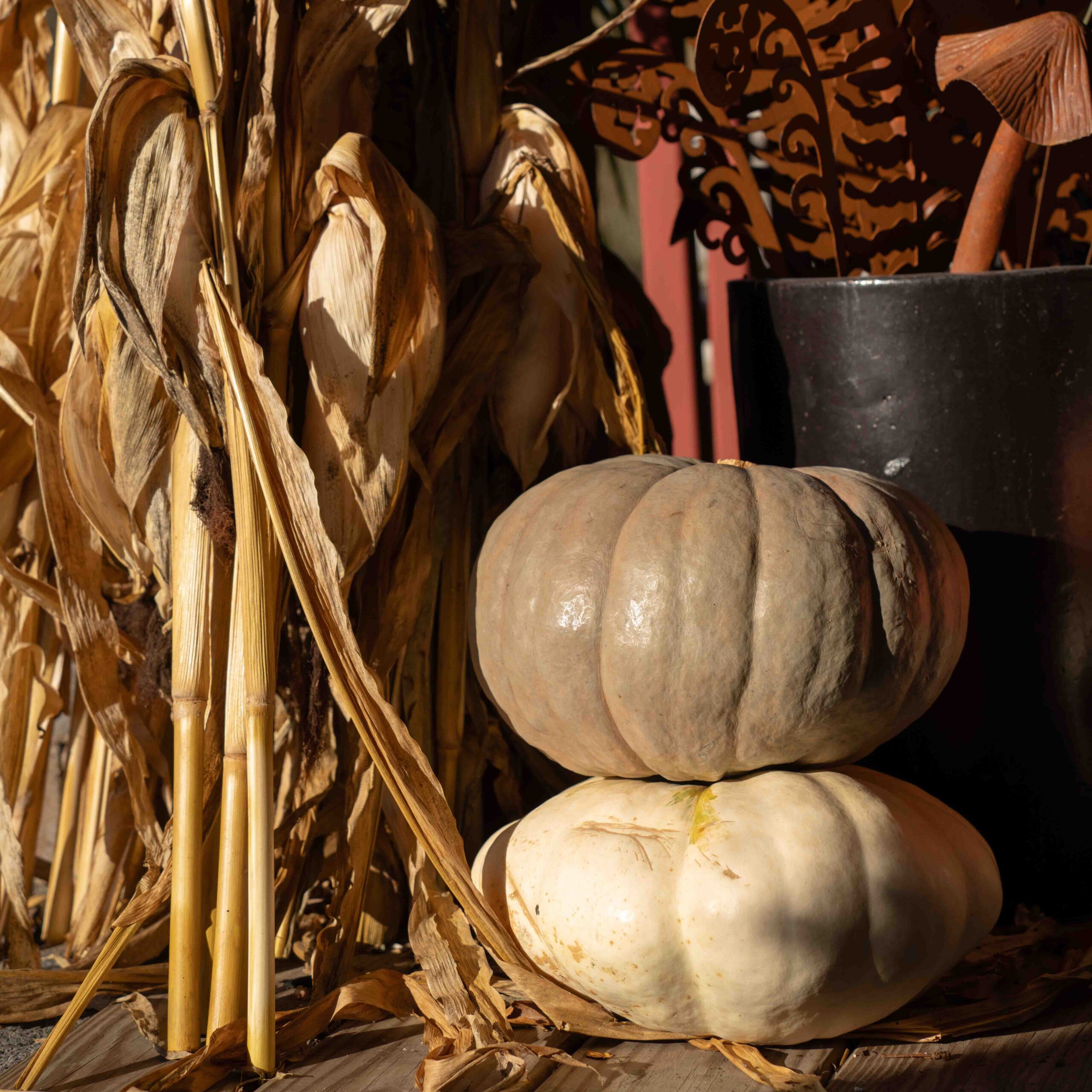 fall pumpkin and corn porch fall pumpkin and corn porch