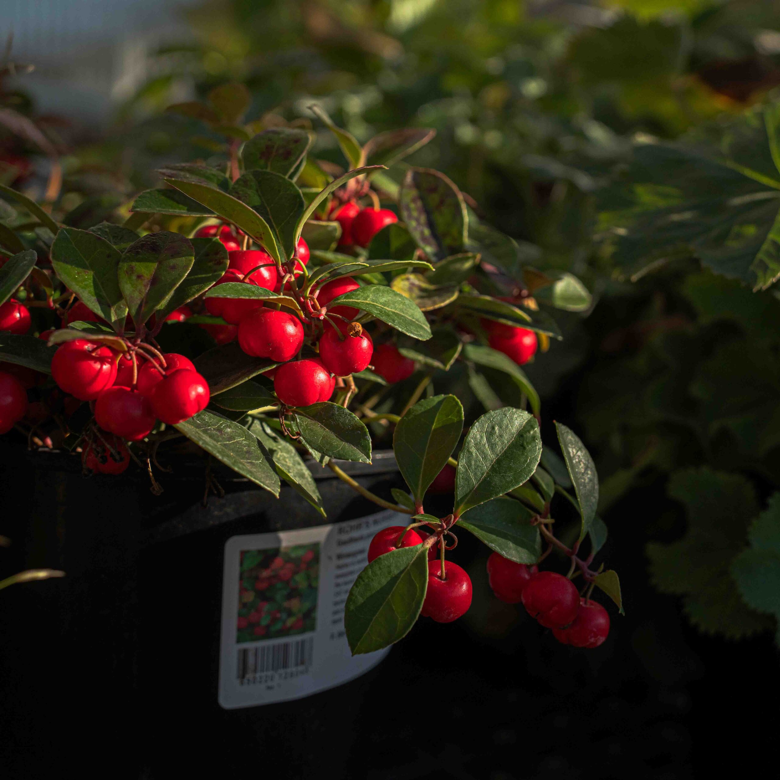 wintergreen plant with red berries wintergreen plant with red berries