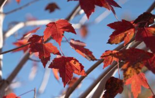 red maple leaves in the sun