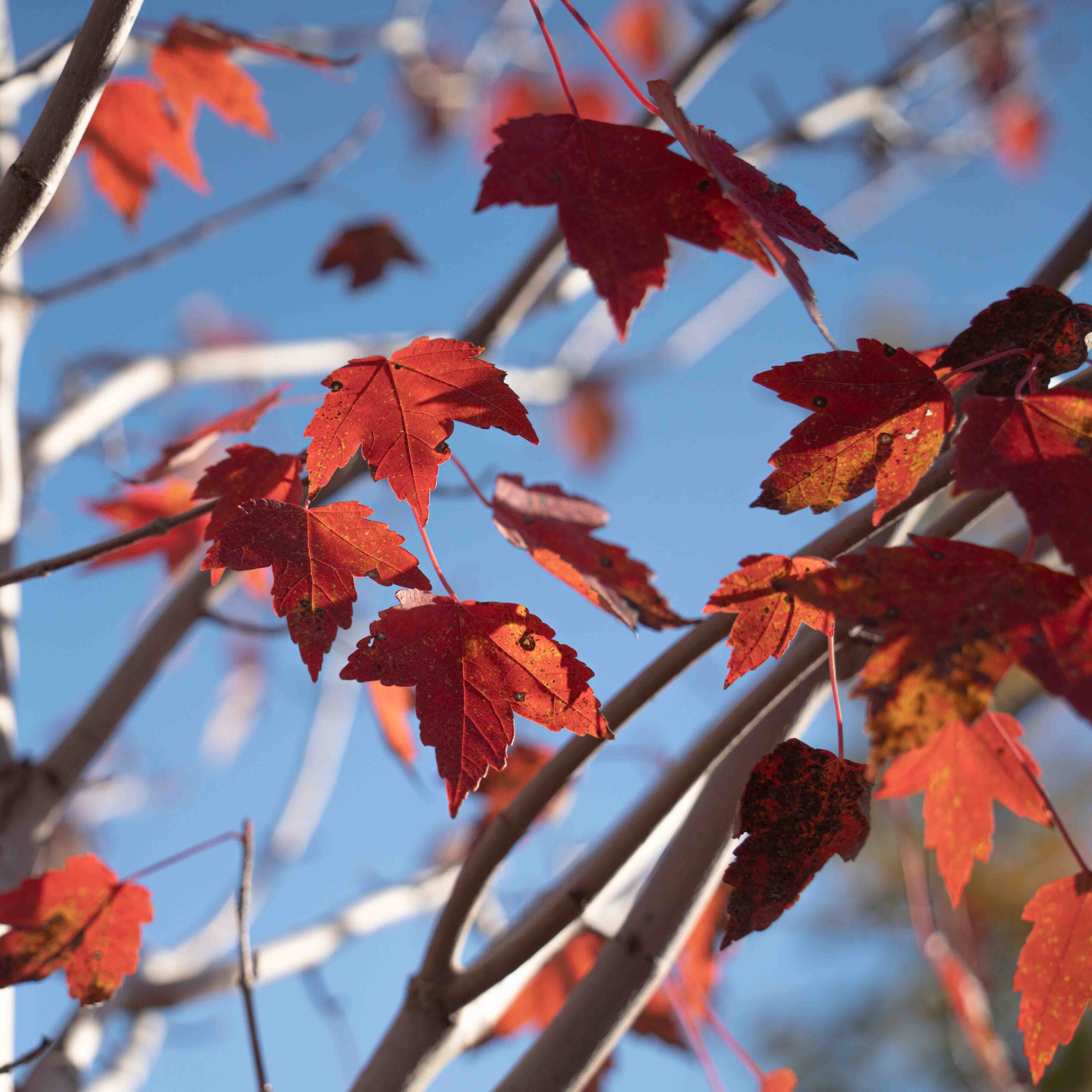 red maple leaves in the sun