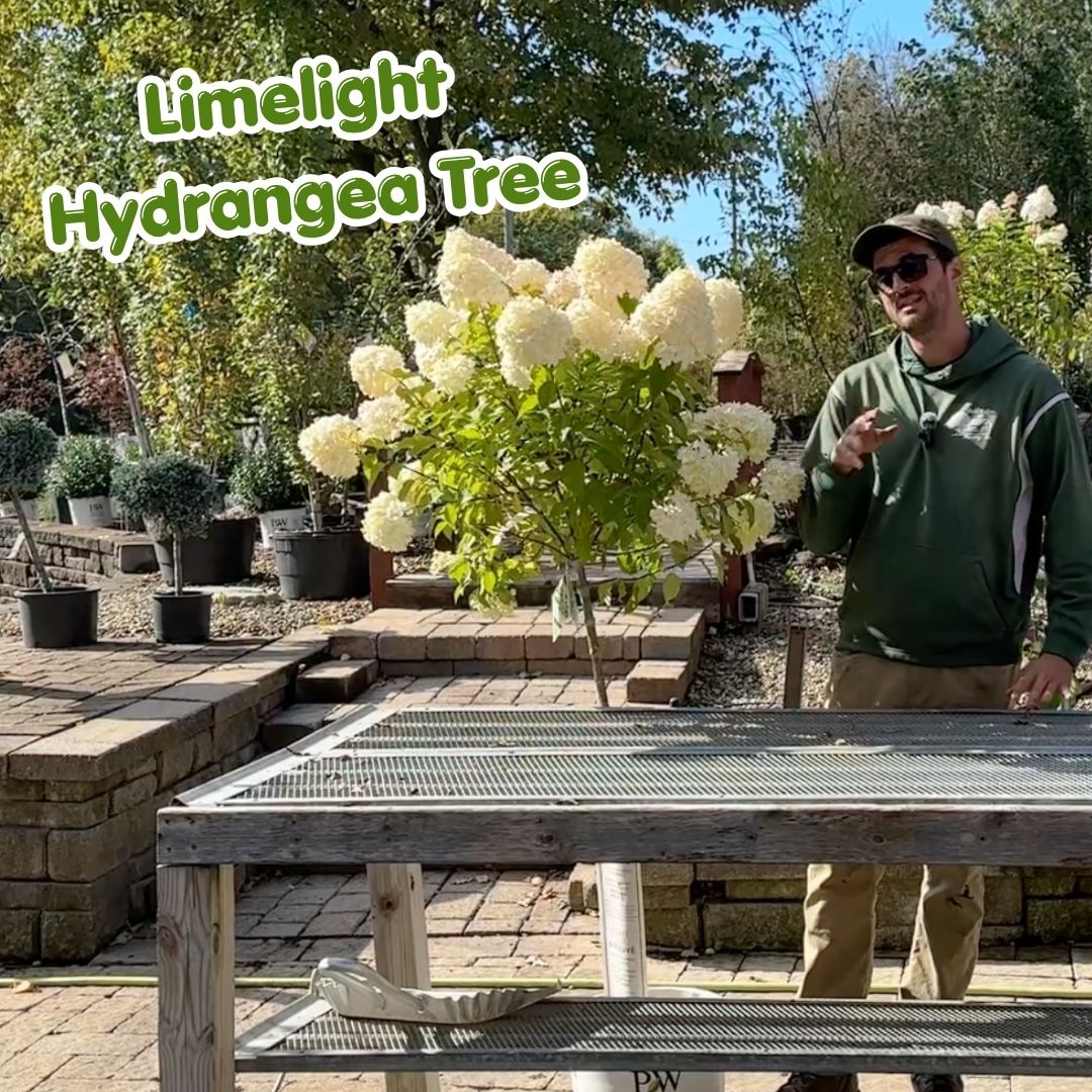 Limelight Hydrangea Tree blog