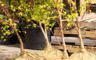 balled and burlaped trees