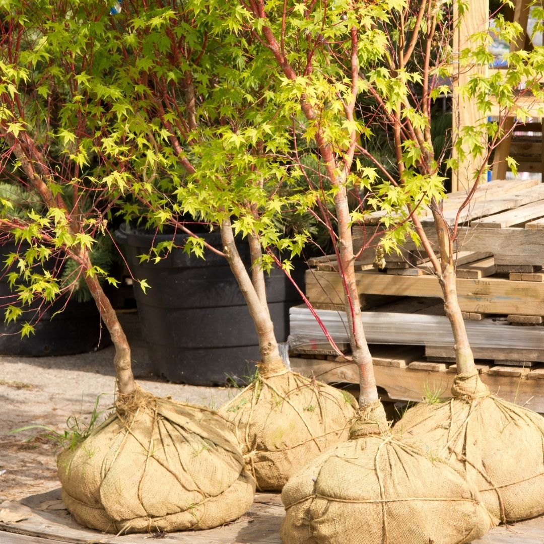 balled and burlaped trees