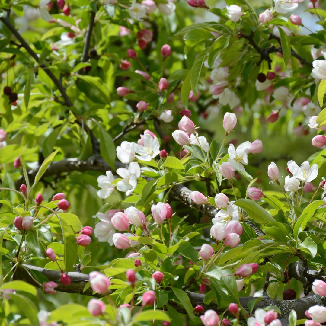 crabapple tree pink blooms crabapple tree pink blooms
