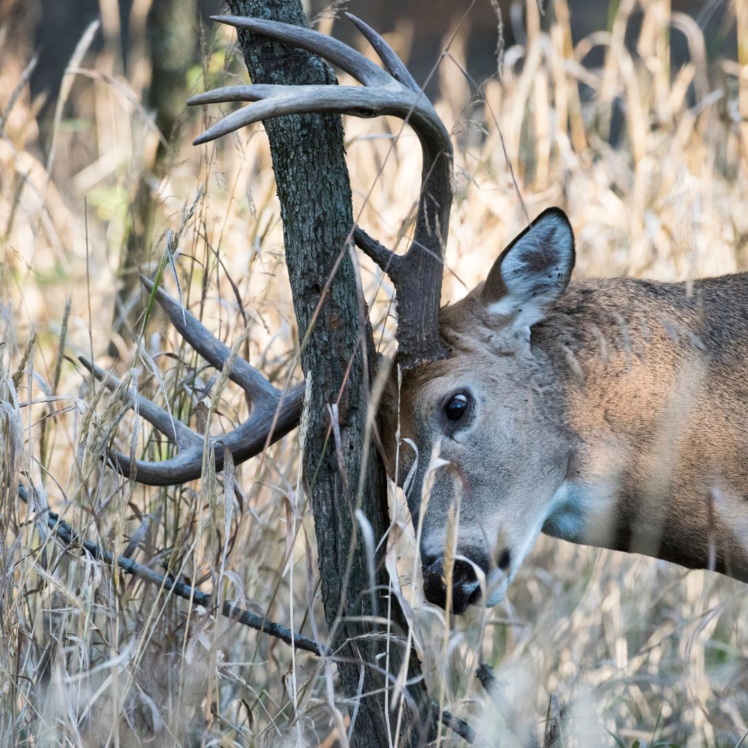 deer rubbing antlers on tree deer rubbing antlers on tree