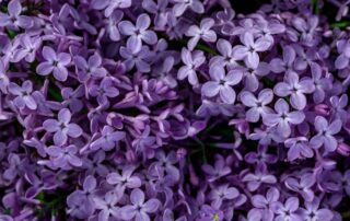 lilac flowers purple