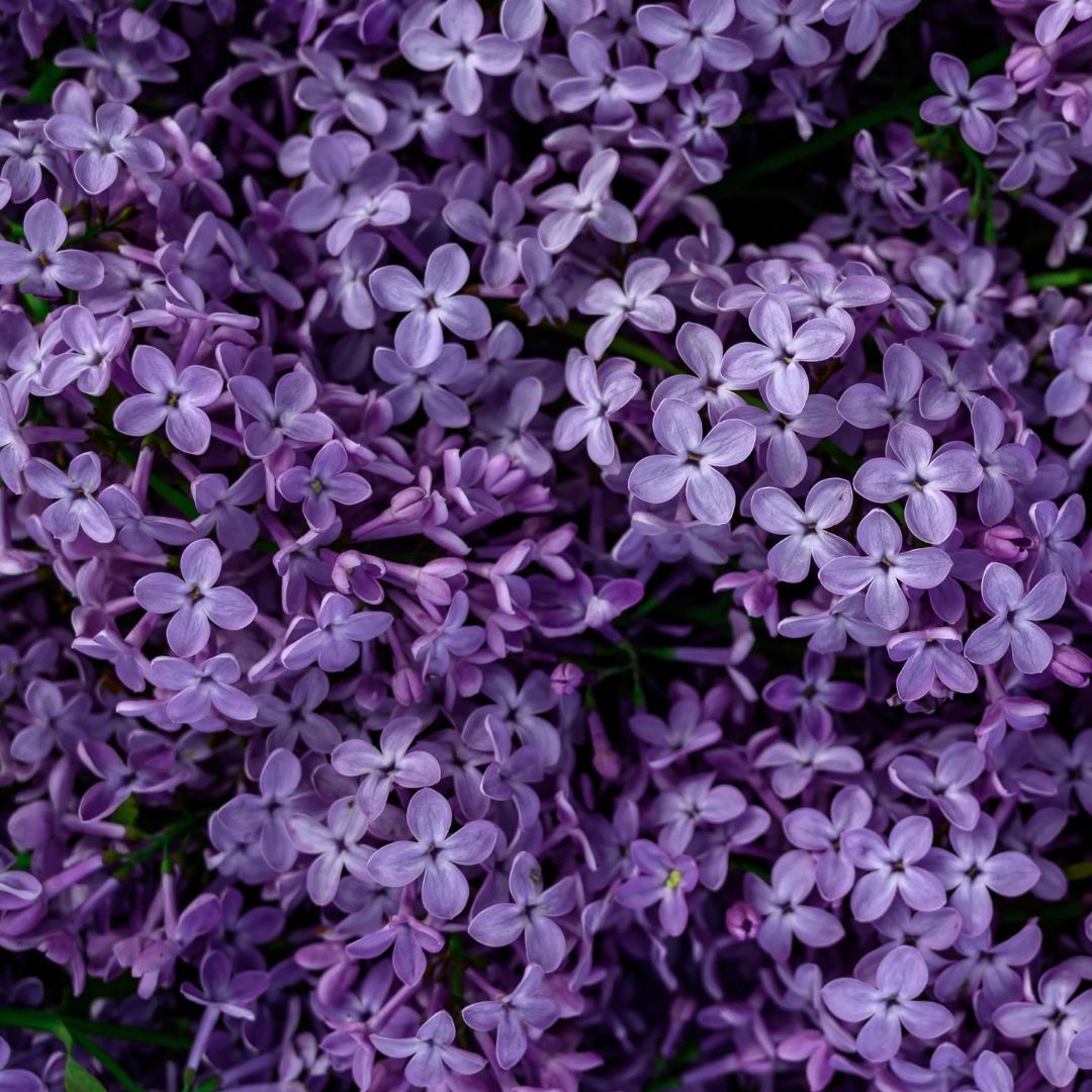 lilac flowers purple
