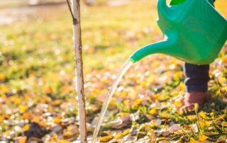 watering a planted birch tree