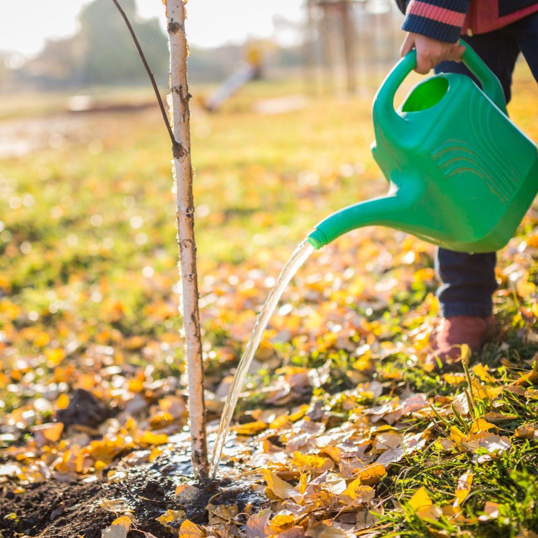 watering a planted birch tree watering a planted birch tree